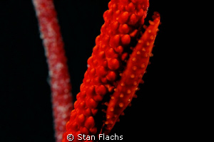 The red color by Stan Flachs 